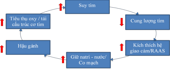 Hình 1 1 Vòng xoáy bệnh lý của suy tim 28 Khi tình trạng suy tim xảy ra các cơ 1