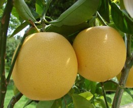 Hình 1 1 Hình ảnh cây và quả bưởi Https duoclieuvietnam org Bảng 1 1 Bảng phân 1