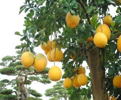 Hình 1 1 Hình ảnh cây và quả bưởi Https duoclieuvietnam org Bảng 1 1 Bảng phân 2