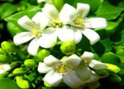 Hình 1 2 Hình hoa và quả bưởi Https duoclieuvietnam org Quả có đường kính từ 100 3