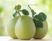 Hình 1 2 Hình hoa và quả bưởi Https duoclieuvietnam org Quả có đường kính từ 100 4