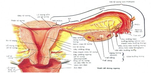 Hình 1 1 Thiết đồ đứng ngang qua tử cung Nguồn trích dẫn Frank H Netter MD Atlas 1